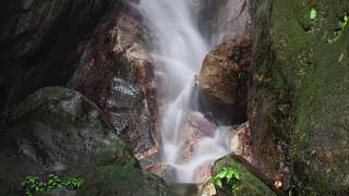 Sierra Nevada, Santa Marta, Walking Among Birds