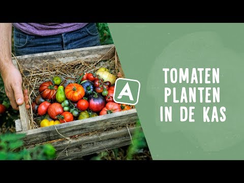 Video: Bodembewerking In De Kas En Voedingsregime Voor Het Telen Van Tomaten