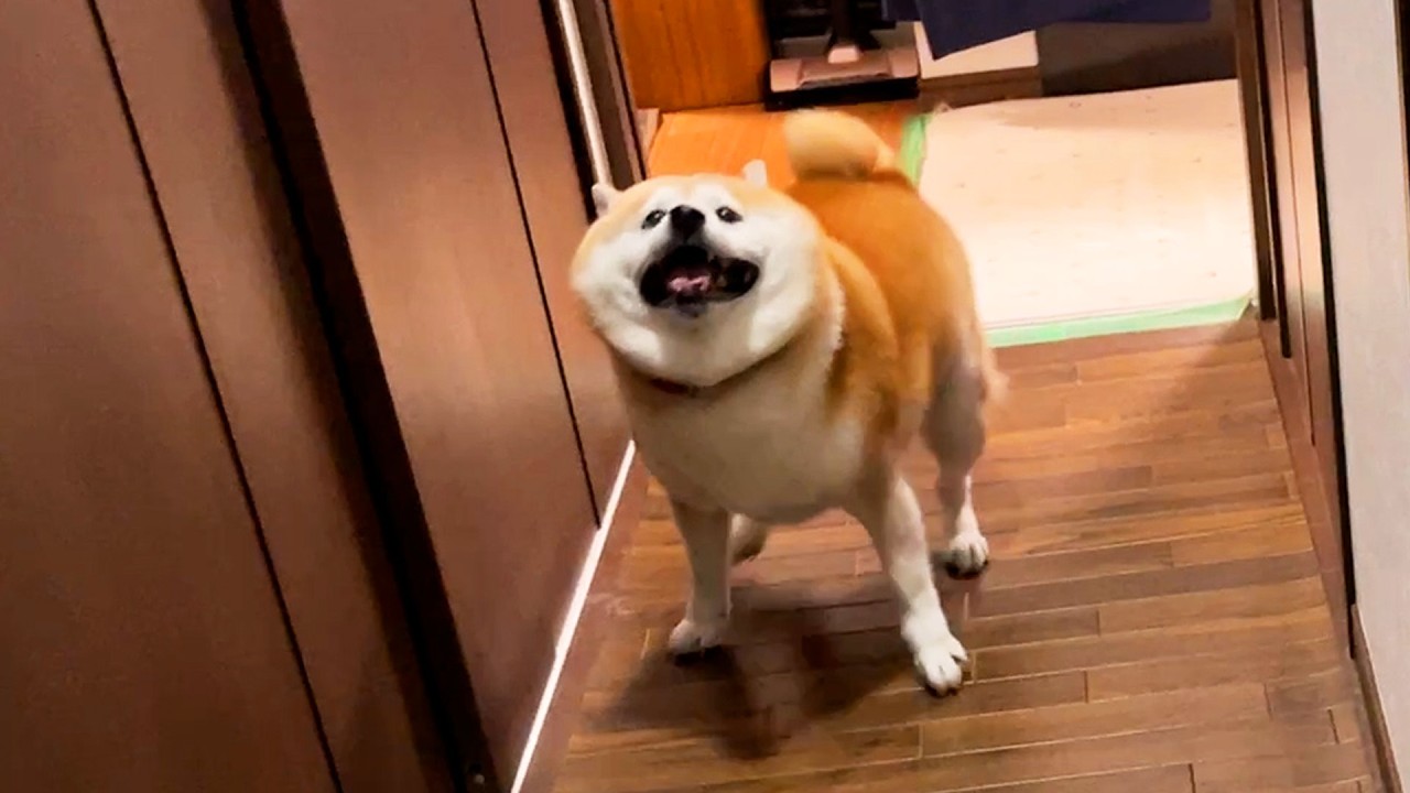 The excited Shibe occasionally stops and smiles during the giant spin.