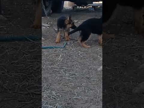 جراء الراعي الالماني خط الجمال 0655544536 Fouryou Viral Fouryoupage Chien Dog Viral Video 