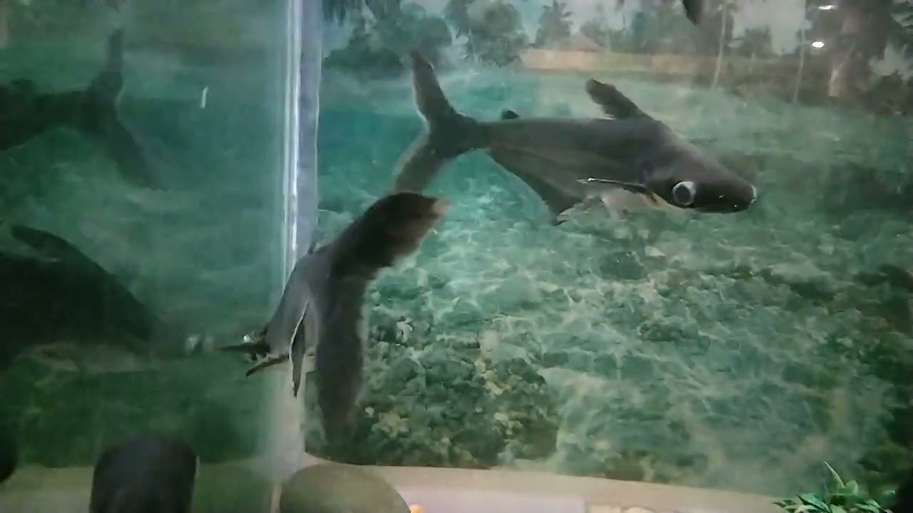 Lucknow zoo fish House  🐠