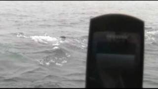 Whale watching Cape Cod 2009 mpeg4