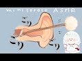 【耳かきASMR】ずぅっとゴリゴリ。鼓膜の近くをゆっくり耳かき✧【3Dio/귀청소/binaural】