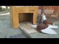 Amazing Pigeon Trap | Easy Way To Catch Pigeon