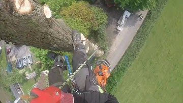 Decayed Sequoia Dismantle