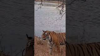 # khamosh the king of jungle is here#tiger#ranthambore