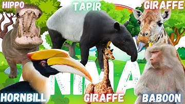 Animal sound : giraffe sound , tapir sound , baboon sound , hippo sound, hornbill sound
