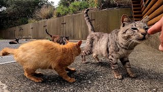 団地前バス停に野良猫が集まっていたので行ってみた