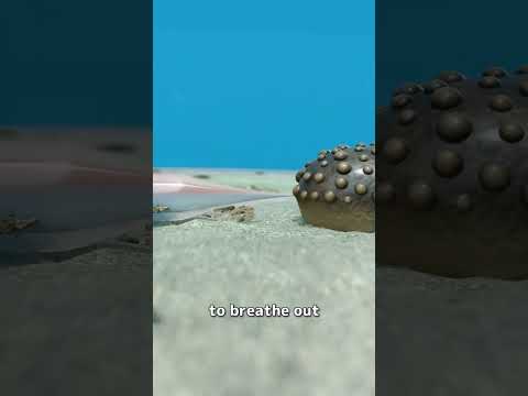 The Fish That Lives In A Butt 😳