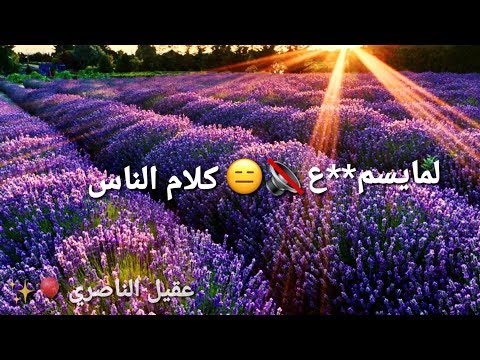 مصطفى الربيعي كلام الناس حلات وتساب تصميمي 