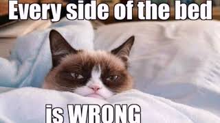 Funny Grumpy Cat Meme Compilation