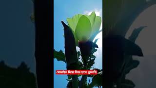 মোবাইল দিয়ে নিজ হাতে ভিডিও ও এডিট করেছি।এডিট ব্লগ_ভিডিও 