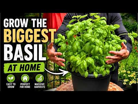 The Secret to Growing Massive Basil Plants