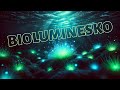 Bioluminesko: magia lumo en la nokto