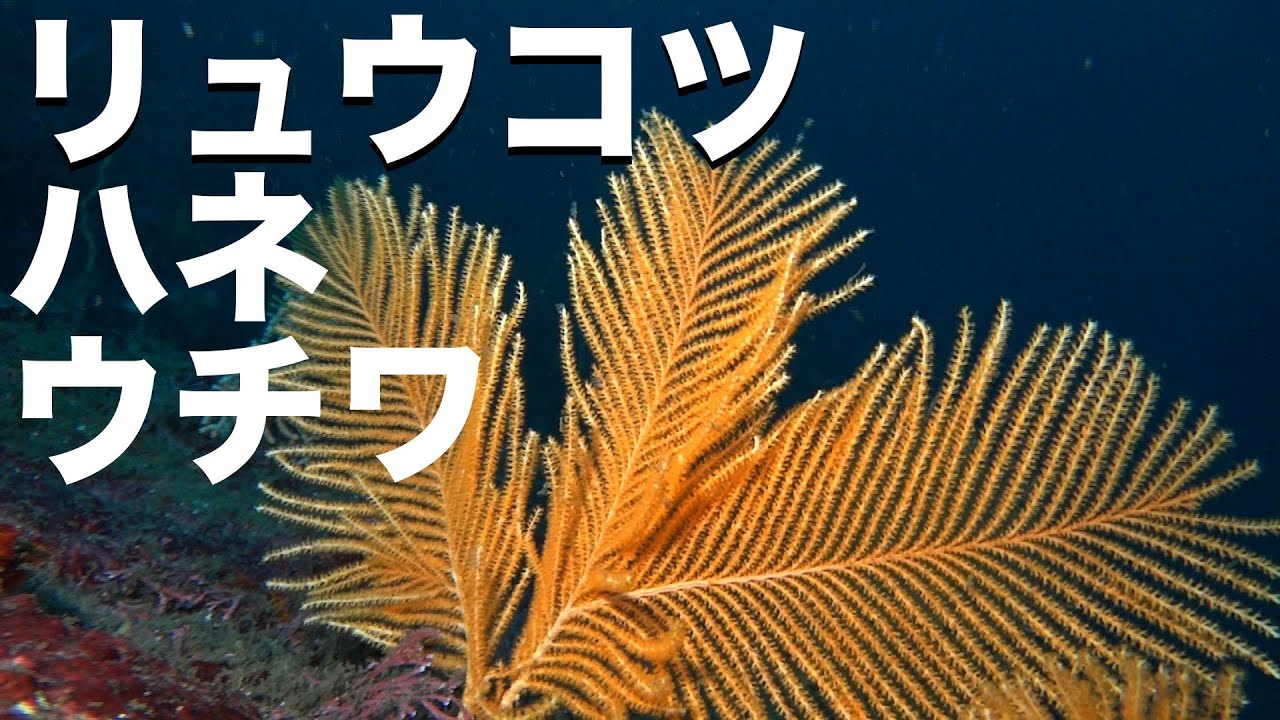 【リュウコツハネウチワ】植物みたいな動物　Plumarella dofleini