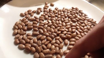 How to Sort Beans (Cooking Tip)
