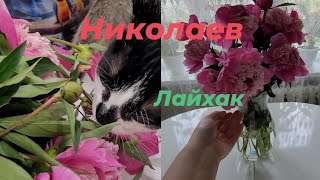 г.Николаев 14.05.2024г ЛАЙФХАК 🙈😁 ШИКАРНЫЕ ЦВЕТЫ 🥰❤️#рекомендации #Николаев #подпишись  #цветы