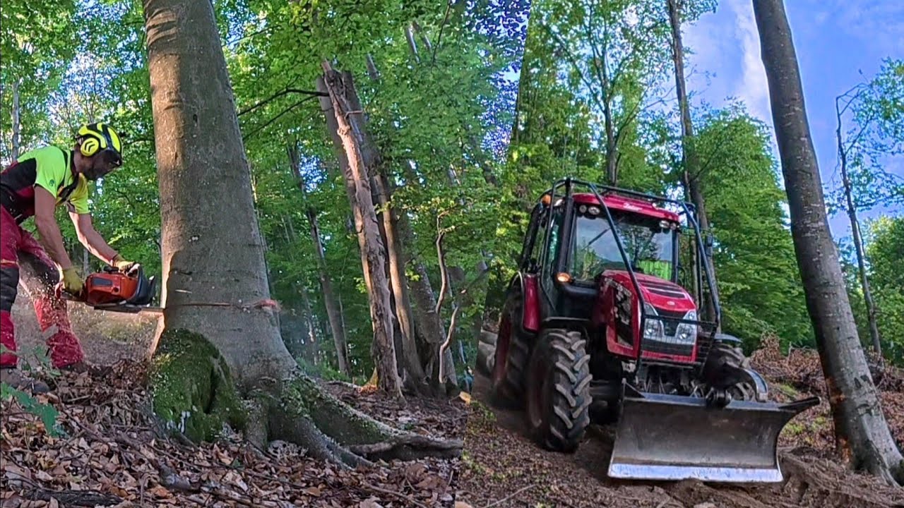 Заготовка толстых буковых деревьев на лесном хребте, Husqvarna 572xp, Amles, Zetor, Лесные работы