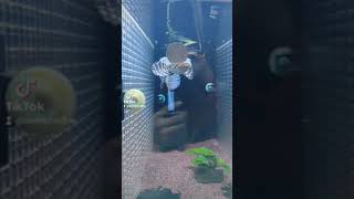 Channa Ornatipinnis Highfin