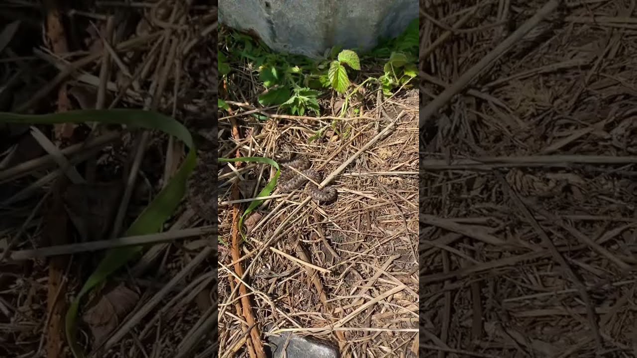 Finding The UK S Only Venomous Snake