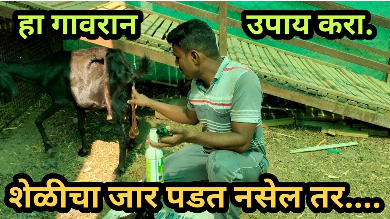 शेळीचा जार पाडण्यासाठी गावरान उपाय | गावरान तोडगा  #Shelipalan  #शेळीपालन