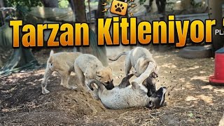 BÖLÜM  34 - TAVUK EĞİTİMİ 