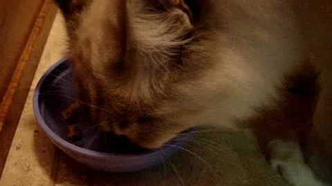 Video 1135211: pets mom, review, cat food