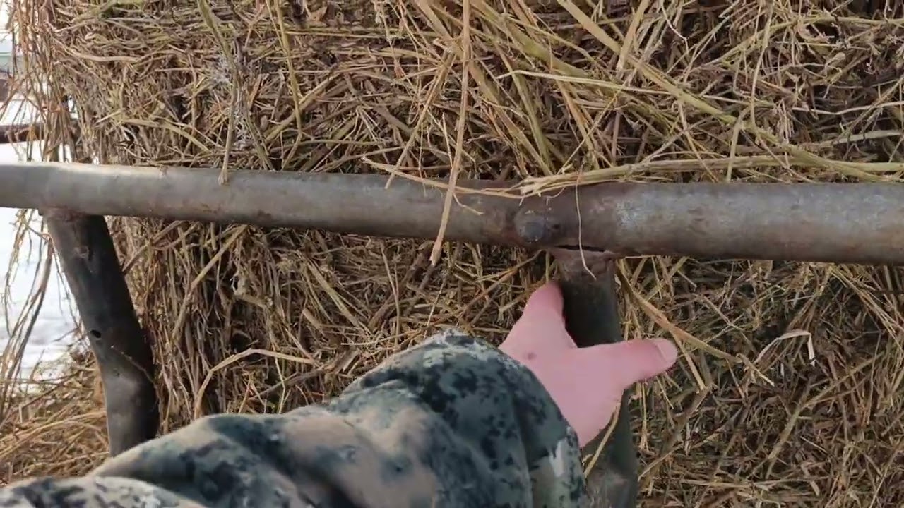 Быки наш способ содержания 