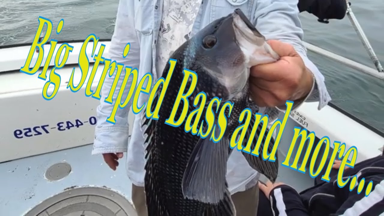 Striped Bass, Blue Fish, Sea Bass Fishing In CT By Ukrainians. SunBeam