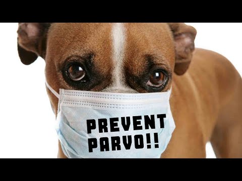 How to Prevent Parvo!!!