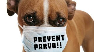 how to prevent parvo for puppies