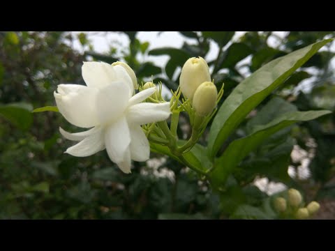 How NOT TO CARE BUT TO GROW flowers (mogra/jasmine)shrubs. "wOndertrees