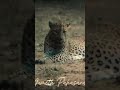 #nature #trending #musicgenre #viralvideo #travel #musicsong #youtube #trending #srilanka #video