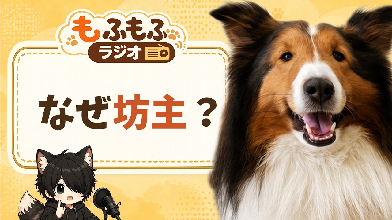りんたママが坊主にした理由【もふもふラジオ#5（番外編）】 #犬 #ペット