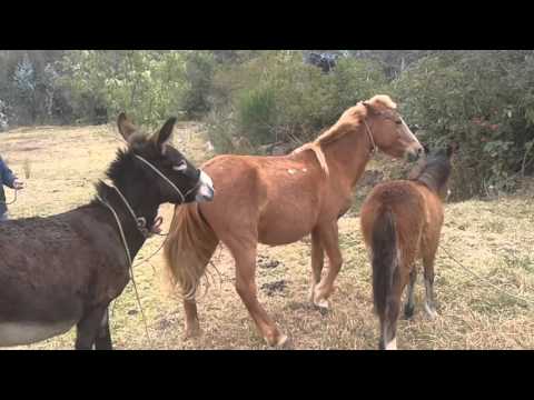 Sexes animaux et femmes something Final, sorry, sexes animaux et femmes something