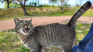 池の畔にいた猫ちゃん、モフられに土手を上がってきた by 感動猫動画 6,603 views 8 days ago 3 minutes, 27 seconds