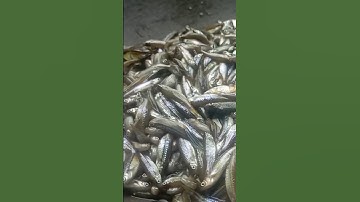Fish recipe with leaf in full process #village recipe #village cooking in kitchen @villagecooking-Ns