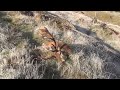 Red deer hunting - New Zealand