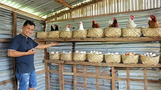 ELEVATED BAMBOO CHICKEN COOP - Newly built bamboo chicken nest, Make Millions in Raising Chickens!