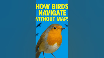 How Birds navigate without maps? #navigation #nature #birds #naturelovers #species #shorts #trending