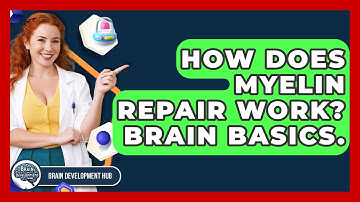 How Does Myelin Repair Work? Brain Basics. - Brain Development Hub