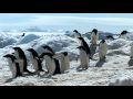 Antarctic sights and sounds
