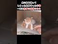 最後まで兄弟を守った子猫250815 #感動する話