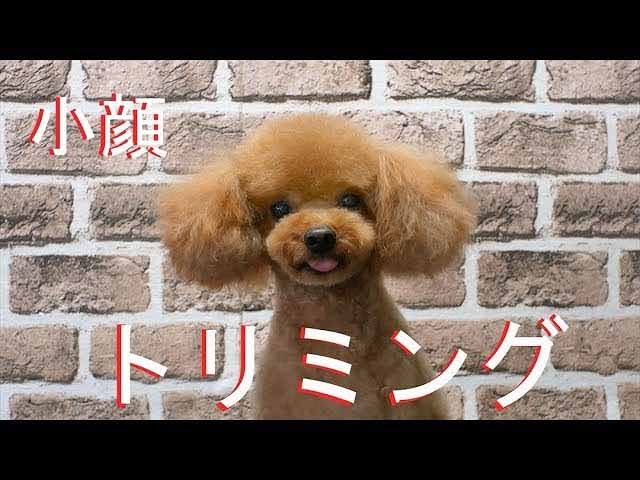 Poodle Grooming トイプードルの顔カット小顔のテディベア Youtube