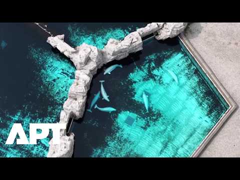 Video Beluga Whales Swim at Closed Marineland Canada Before Major Relocation to US & Spain | APT