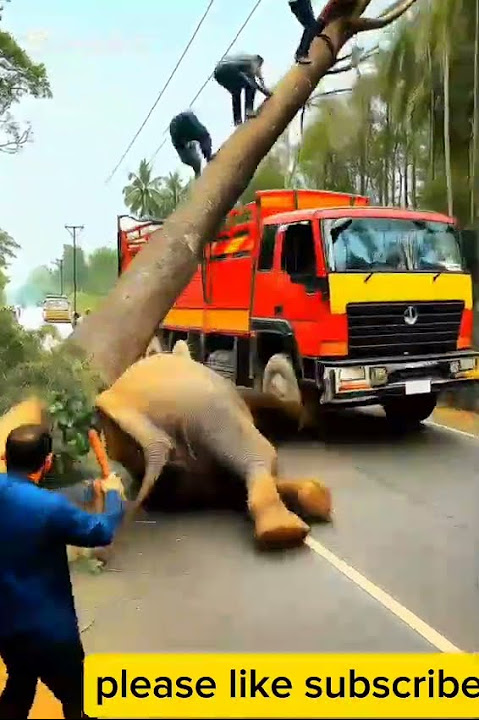 Unbelievable! Elephant Lying on Road, Truck Speeds Through Crowd & Crashes Ahead