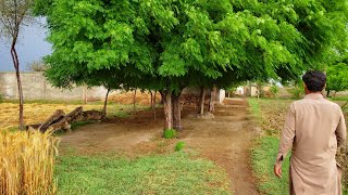 Most BEAUTIFUL Natural Village OF Punjab Pakistan