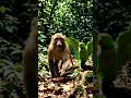 monkey and parrot #monkeyfunny #parrot #cartoon #shorts