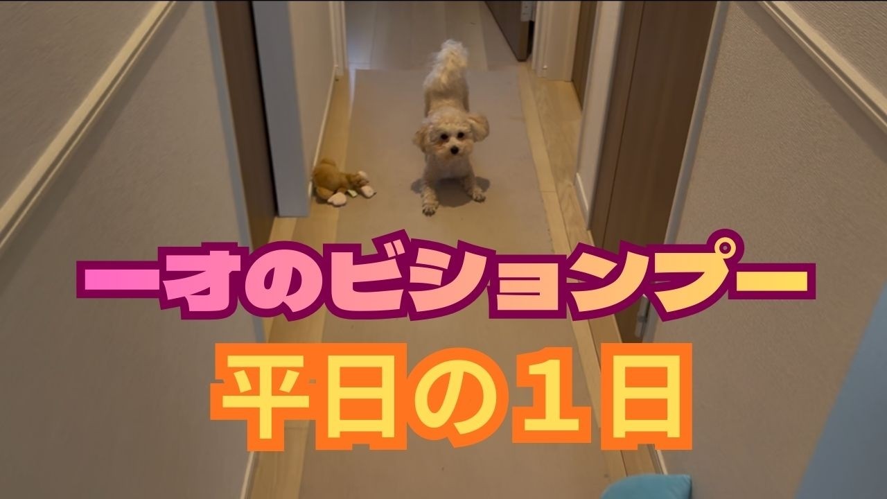 ビションプーのまったりな１日
