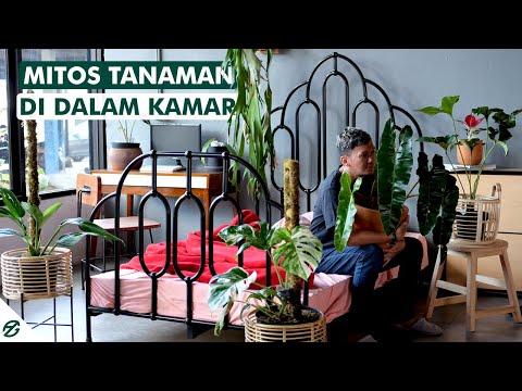 Video: Pengaruh Tanaman Antara Satu Sama Lain: Rakan Di Tempat Tidur